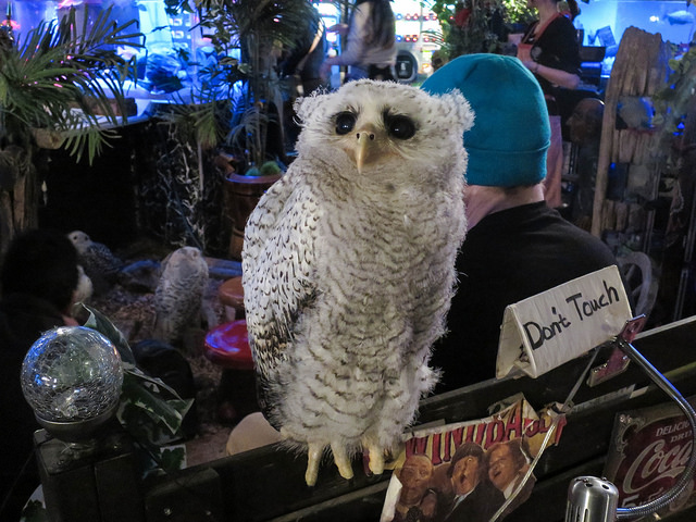 owl